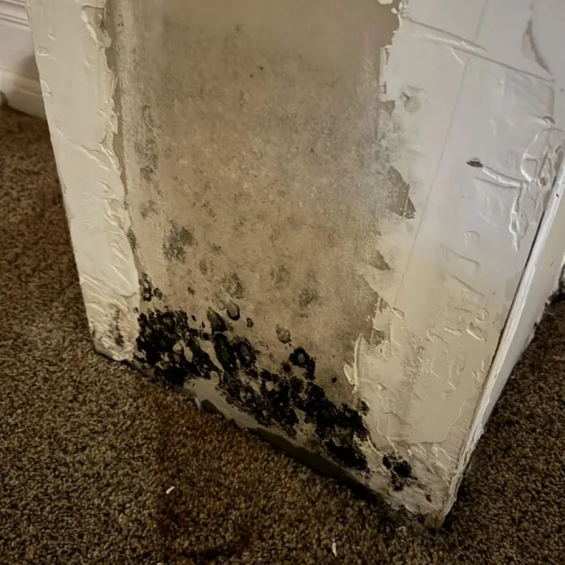 Professional Mold Removal in Fairfield County, CT